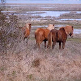 Chincoteague Pony Pendant