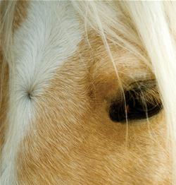 The Stories Hidden in Horse Hair Whorls and Markings