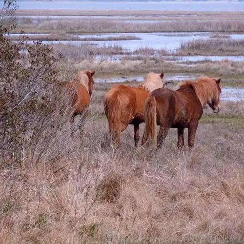 Chincoteague Pony Pendant - Jamies Horse Jewelry