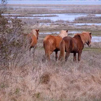 Chincoteague Pony Pendant - Jamies Horse Jewelry